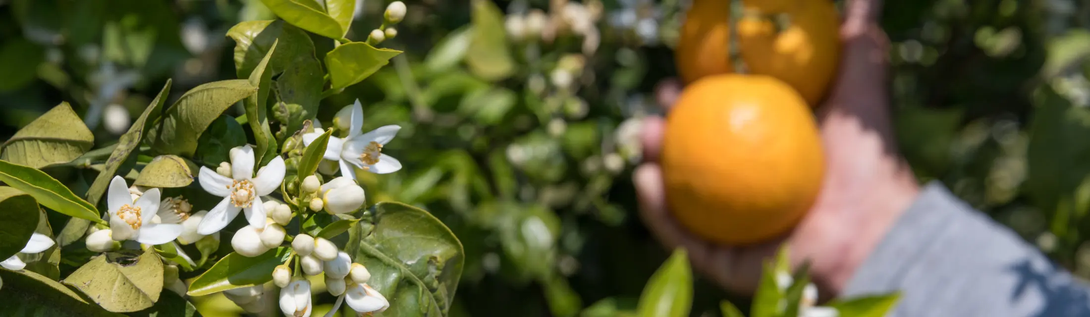 Naranjas-en-el-arbol-Brines-Organic-Fruits