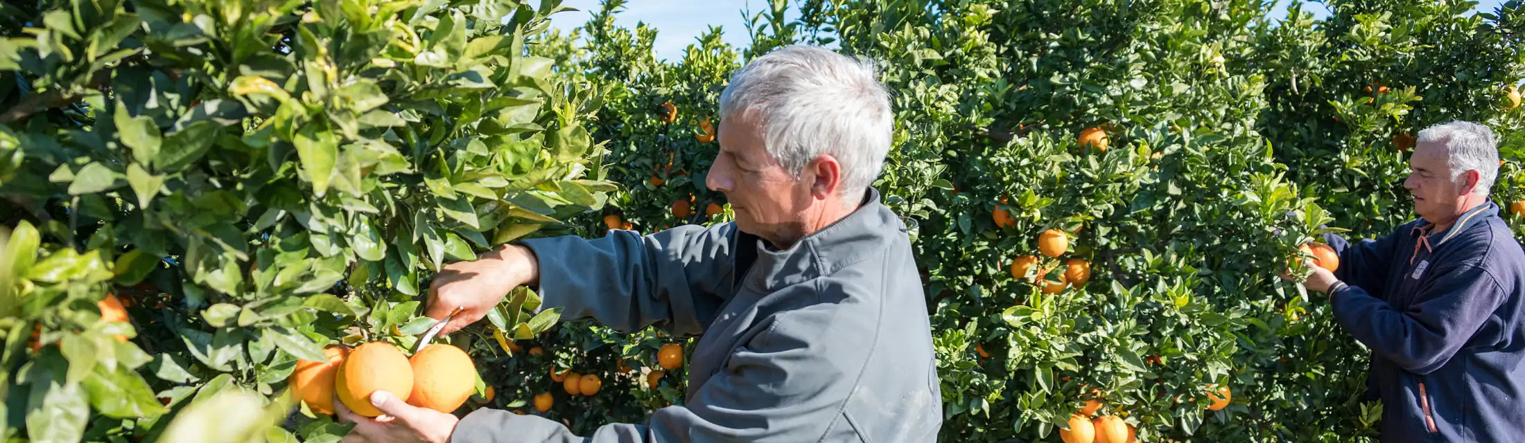 Recolectando-naranjas-Brines-Organic-Fruits