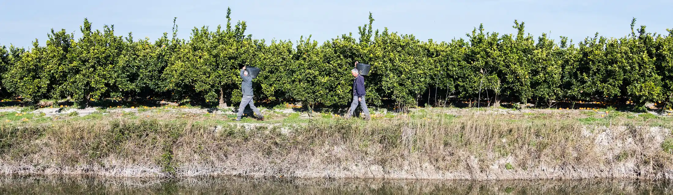 trabajando-campos-Brines-Organic-Fruits